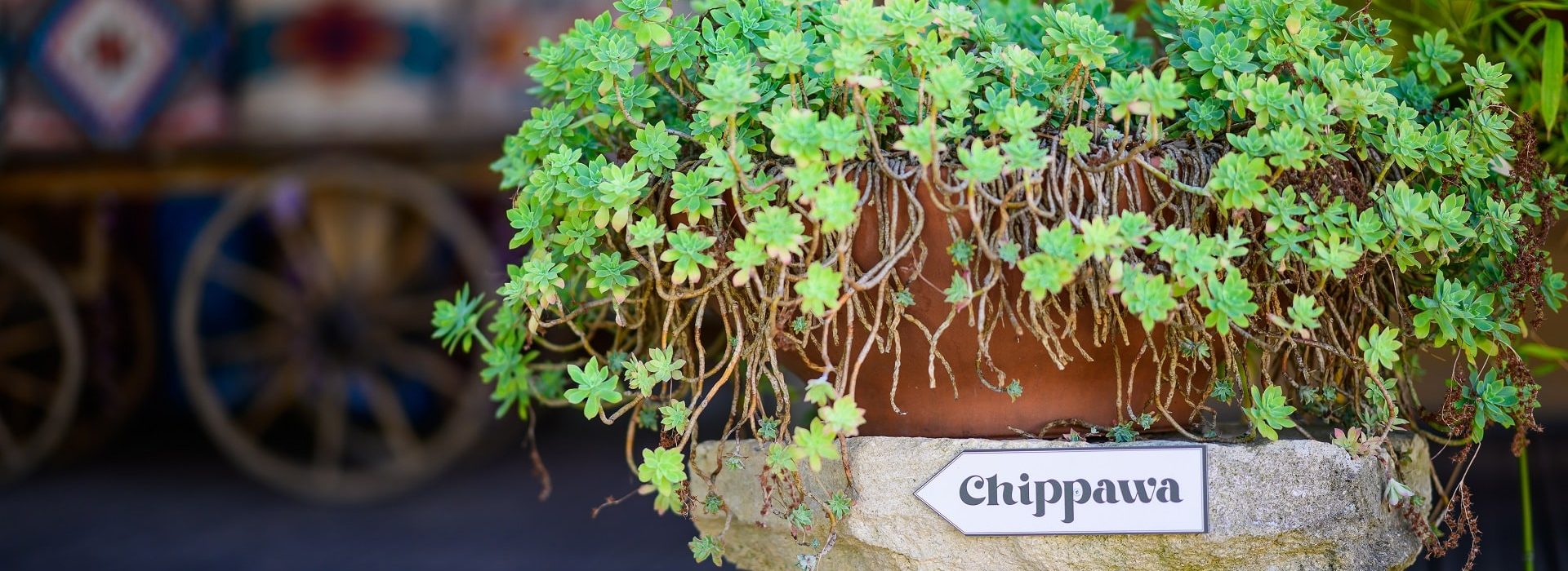 Chippawa séjour western