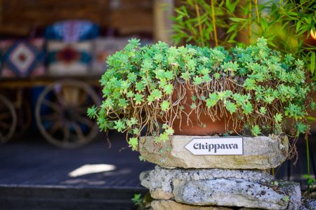 Chippawa séjour western